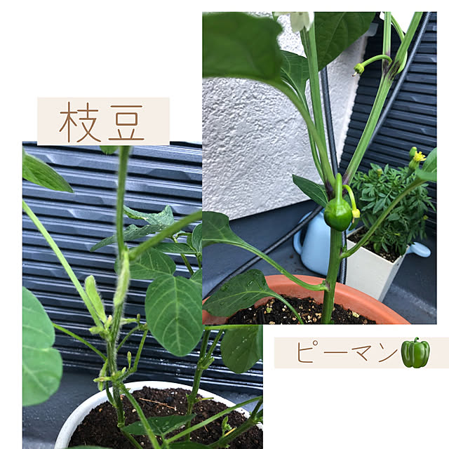 chacoさんの実例写真