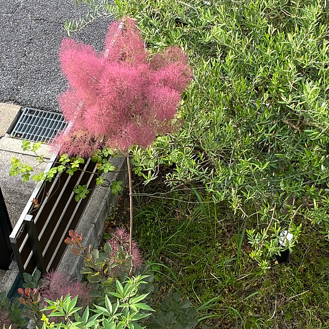 ayayayayaさんの実例写真