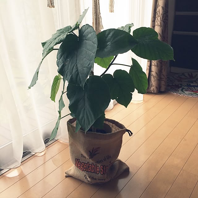 chiriruさんの実例写真