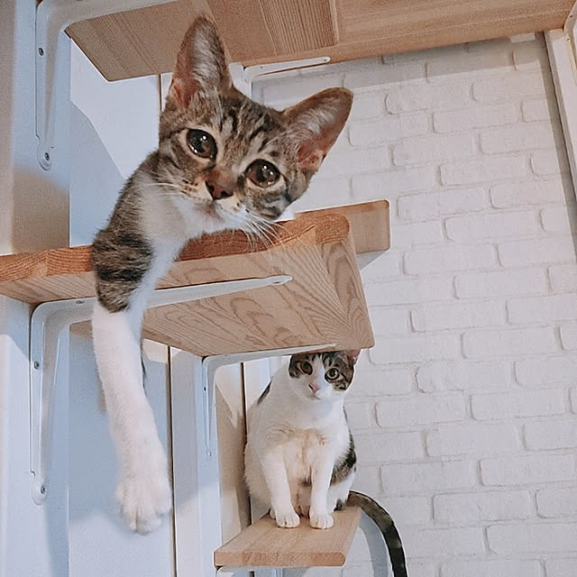 kirakirahikaruさんの実例写真