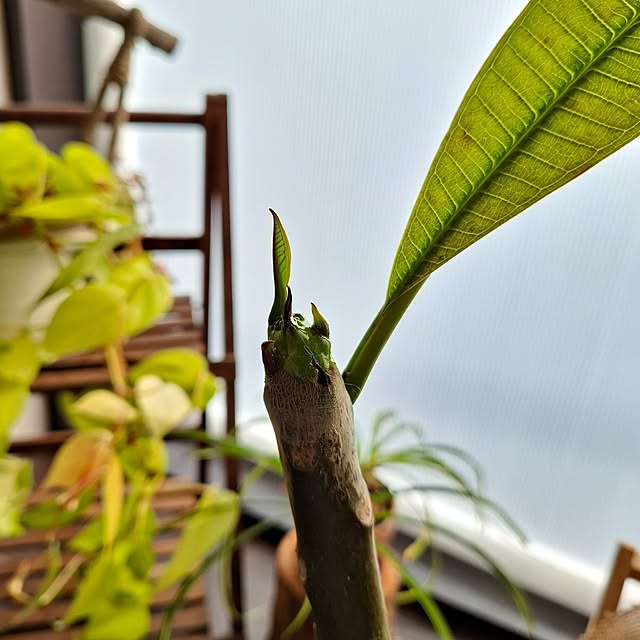 midoriさんの実例写真