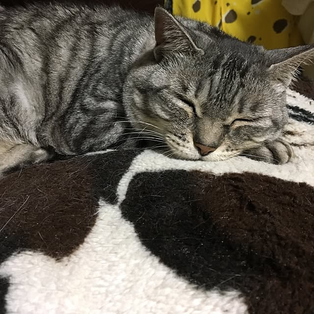 pixtupiさんの実例写真