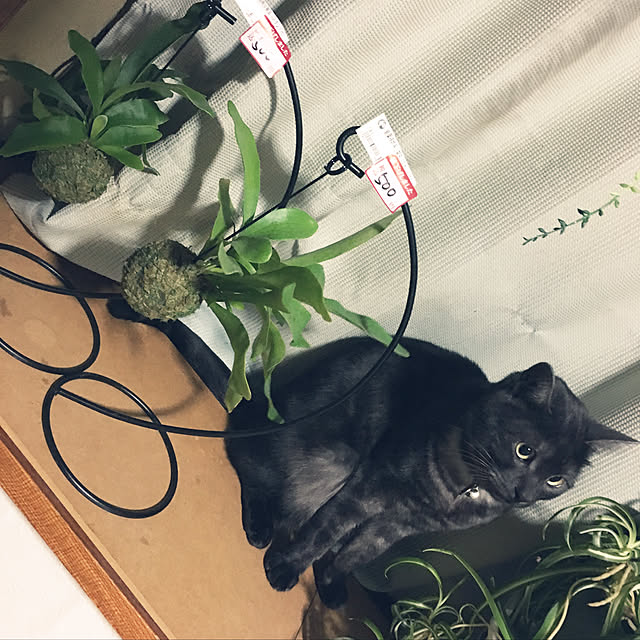 MOKOさんの実例写真