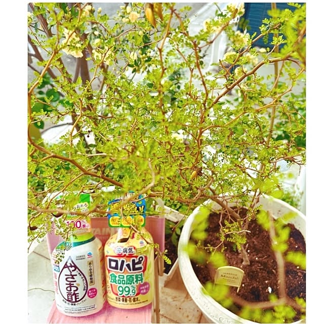 chisaさんの実例写真