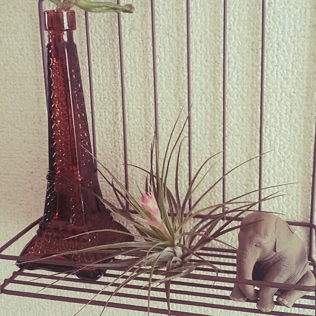 gilaffさんの実例写真