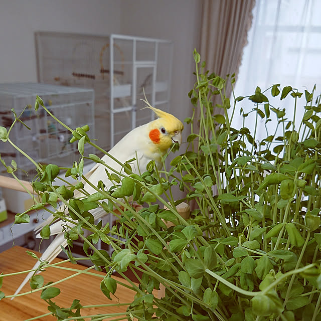 tentenmaruoさんの実例写真