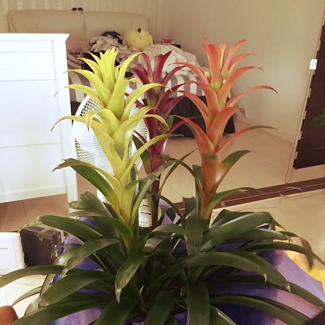 Liliさんの実例写真