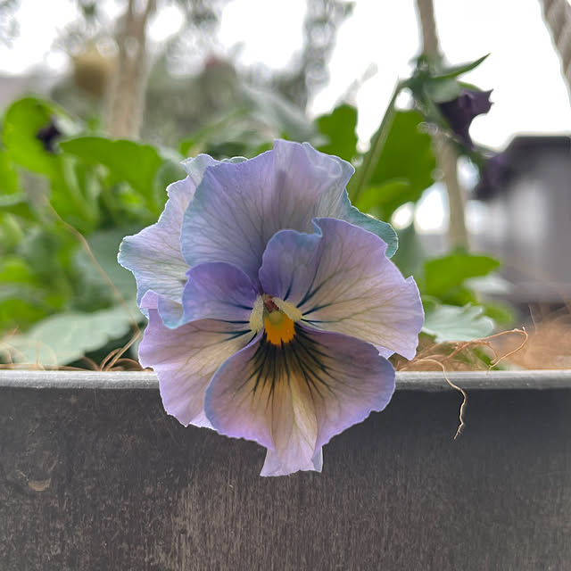 shiropenguinさんの部屋