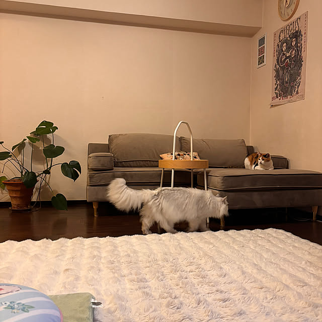 milkさんの実例写真