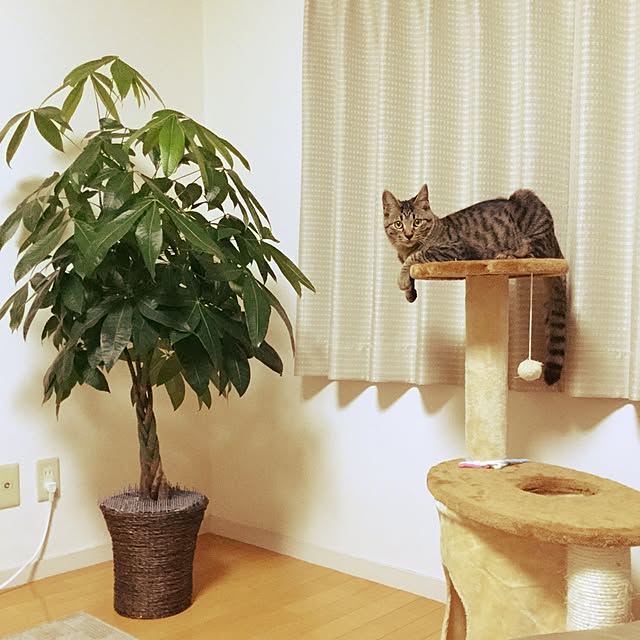 Misukeさんの実例写真
