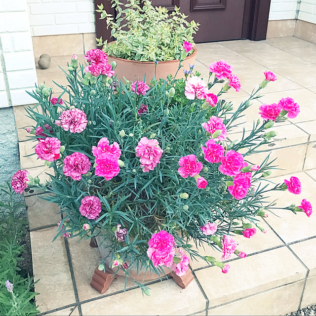 鉢植え/ピンク色/カーネーションの鉢植え/カーネーション/玄関/入り口...などのインテリア実例 - 2022-06-05 23:03:36