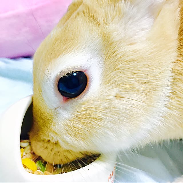 khj1974さんの実例写真