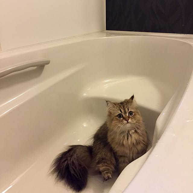 butachanさんの実例写真