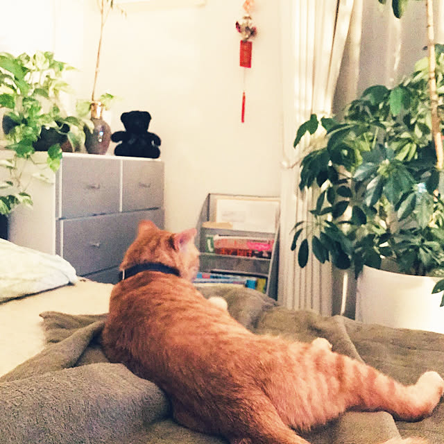 molpieさんの実例写真