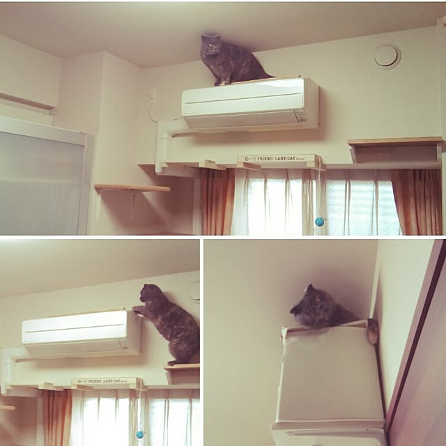 daiさんの実例写真