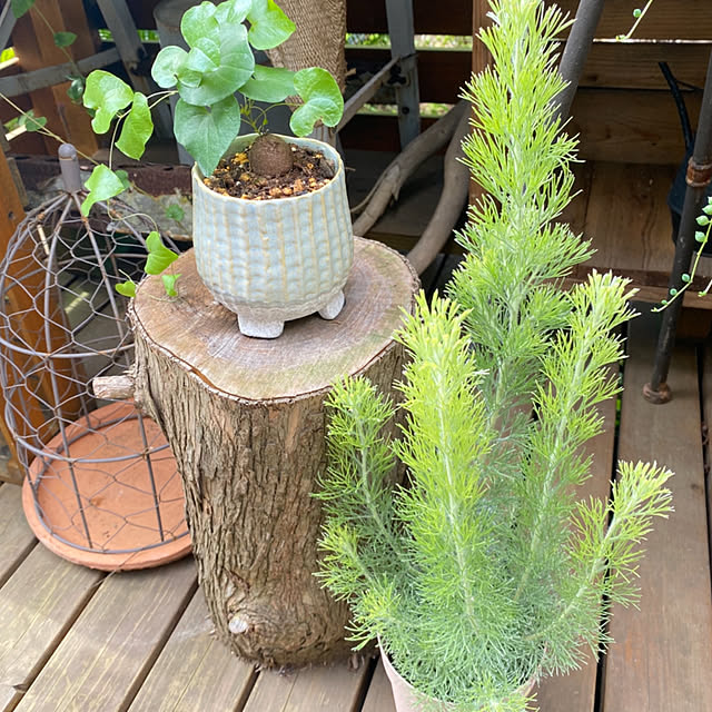 mintteaさんの実例写真