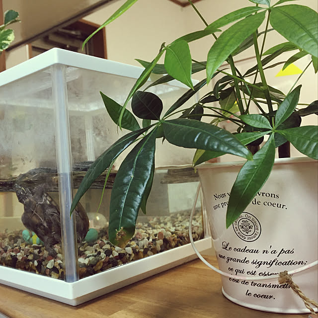 観葉植物/キッチンのインテリア実例 - 2020-03-11 19:31:09