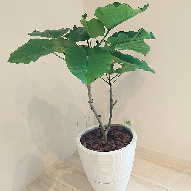 masu_uさんの実例写真
