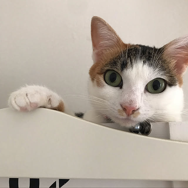 mimaさんの実例写真