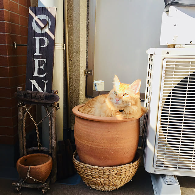 Ryokoさんの実例写真