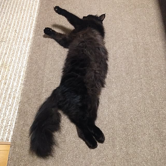 coroさんの実例写真