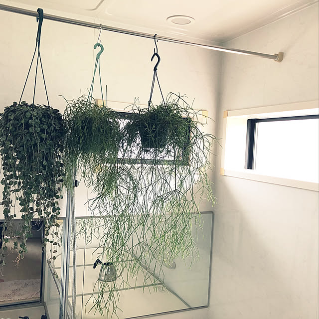 グリーンのある暮らし/吊り下げ観葉植物/吊り下げGreen/リプサリス/わんこのいる暮らし...などのインテリア実例 - 2021-06-16 15:04:50