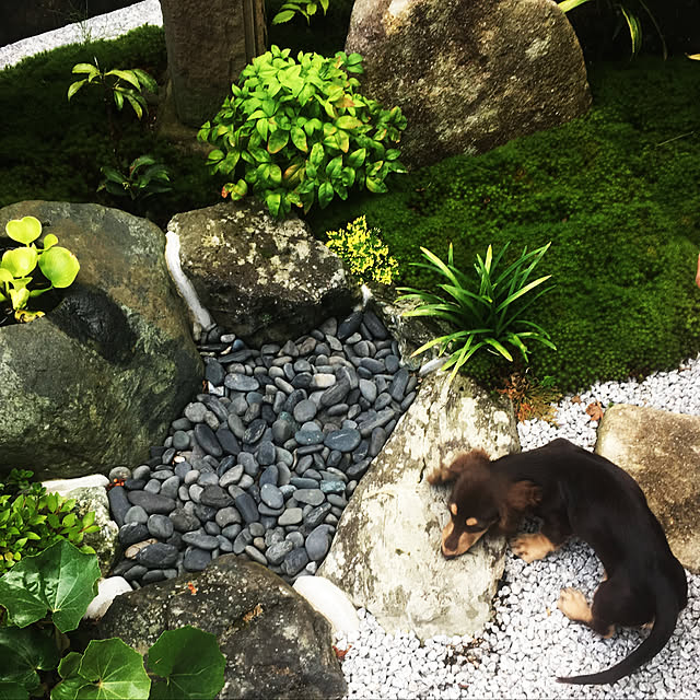 dogsさんの実例写真
