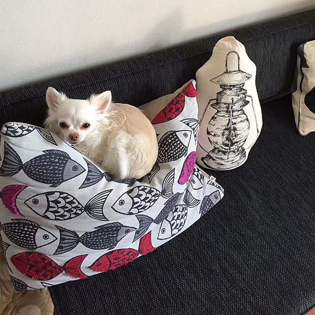 odecoさんの実例写真