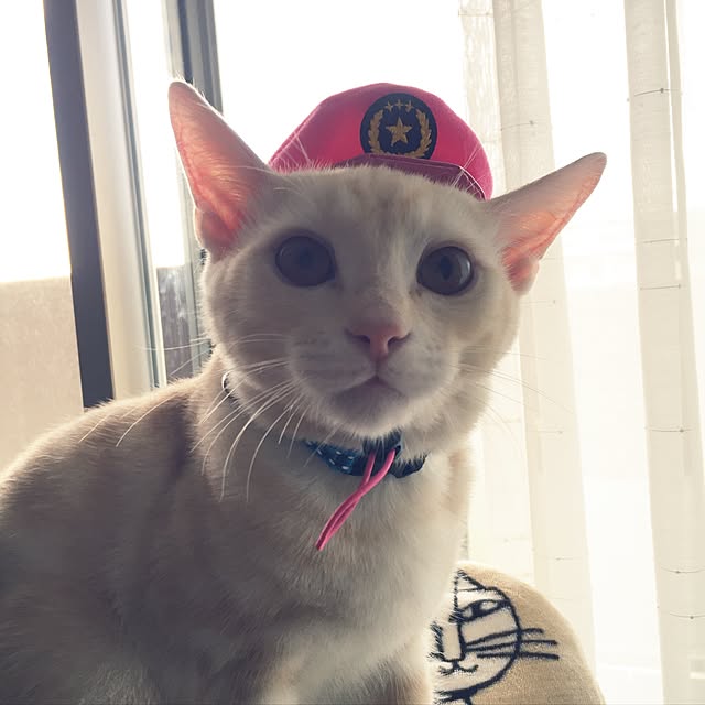 hiyupan88さんの実例写真
