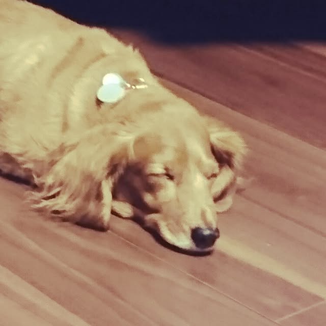 cocosorasakuさんの実例写真