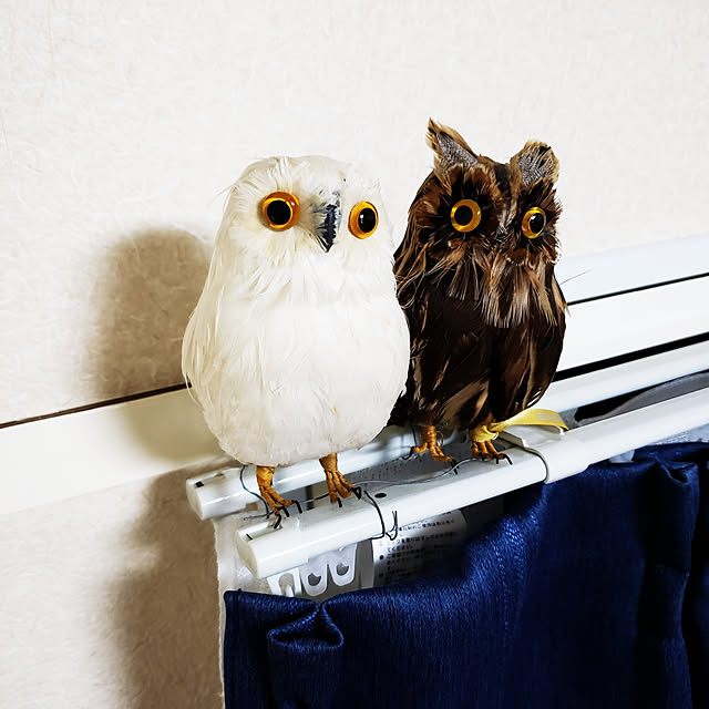m_geneさんの実例写真