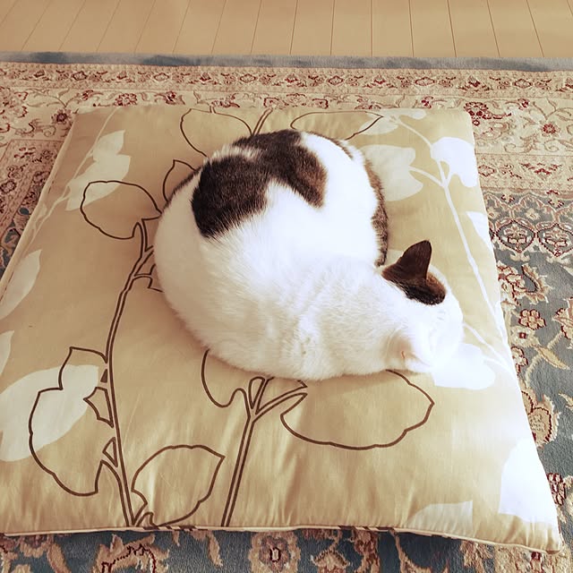 coedodecoさんの実例写真