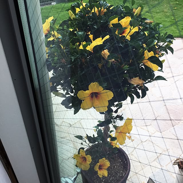 umekichiさんの実例写真