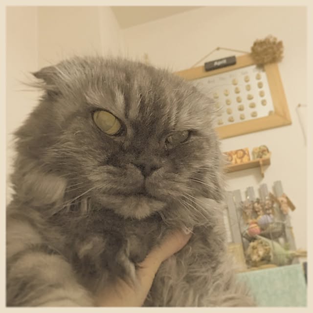 honohono-natsuさんの実例写真