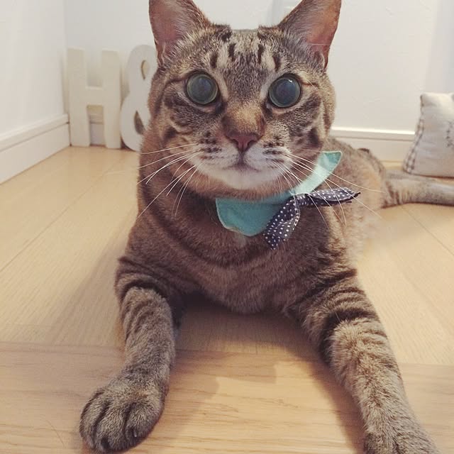 lovecatさんの実例写真