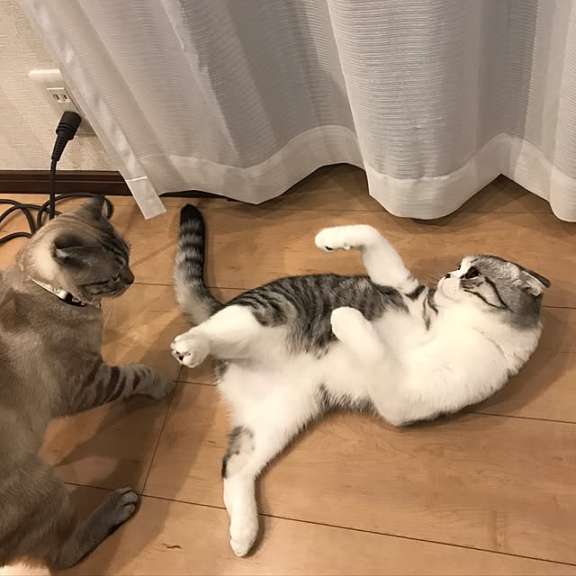Dahliaさんの実例写真