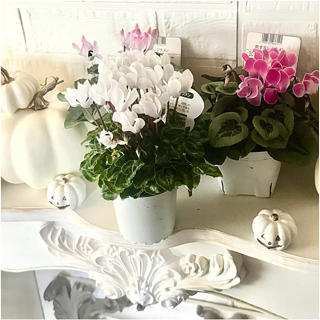 cocoさんの実例写真