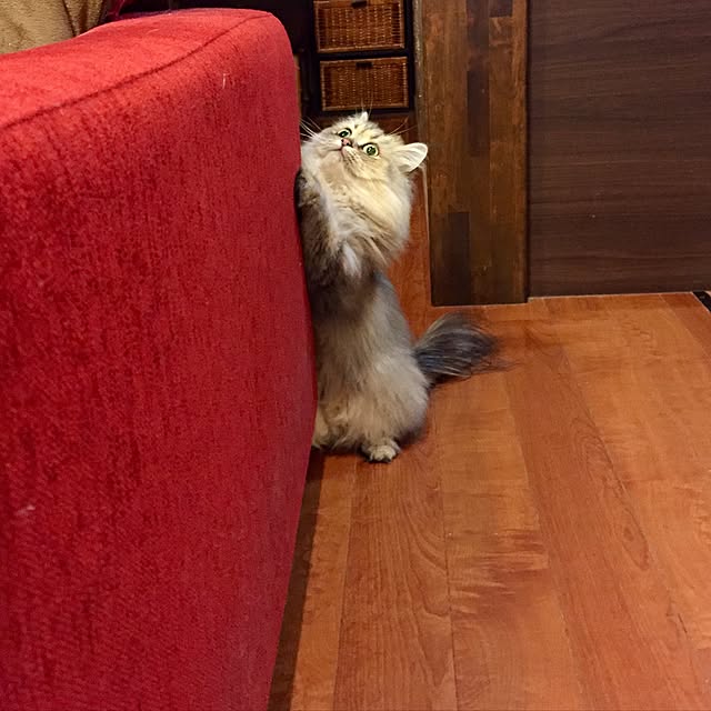 butachanさんの実例写真
