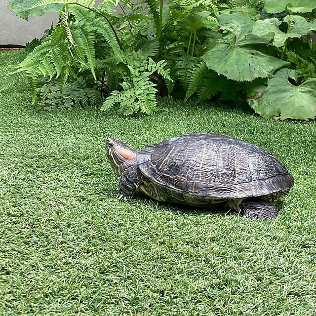 bonobono54さんの実例写真