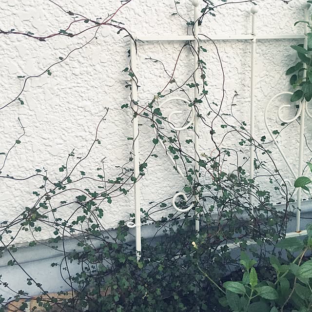 marikaさんの実例写真