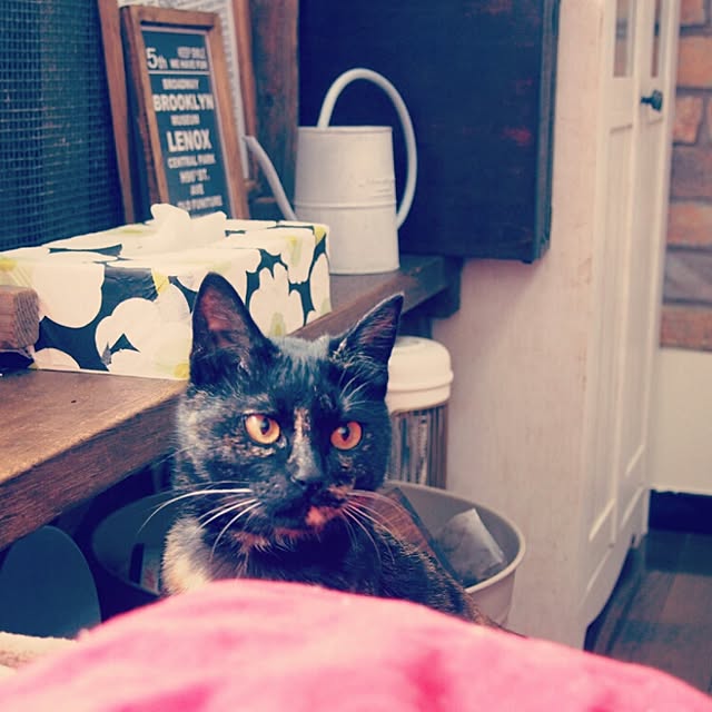 Ryoさんの実例写真