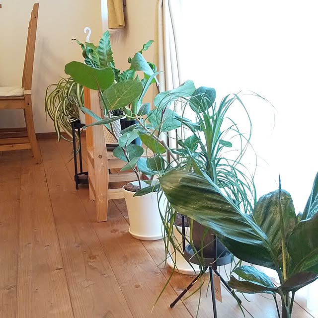 maiさんの実例写真