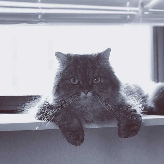 taniku.nyankoさんの実例写真