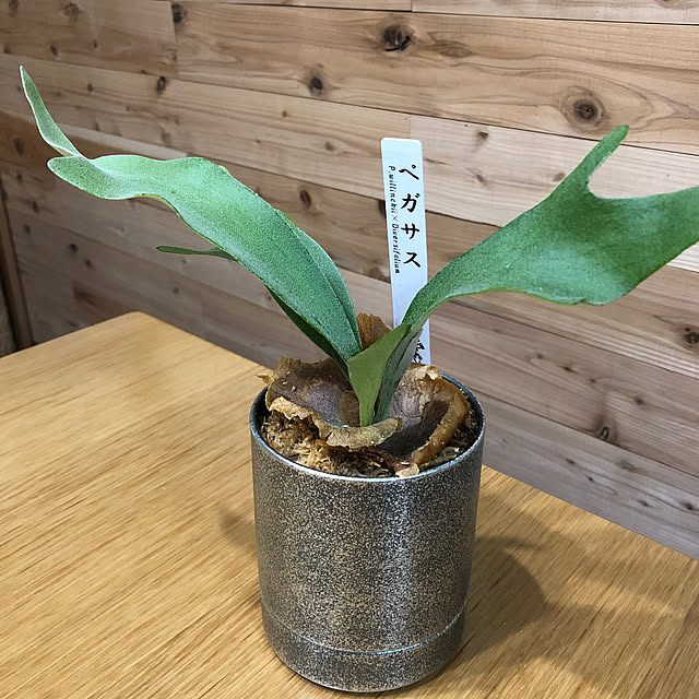 CoffeeHouseさんの部屋