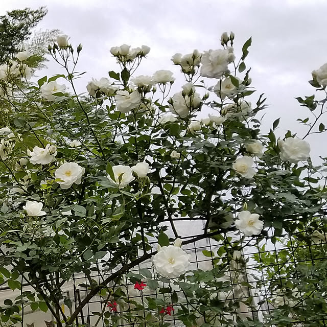 rumirumiさんの実例写真