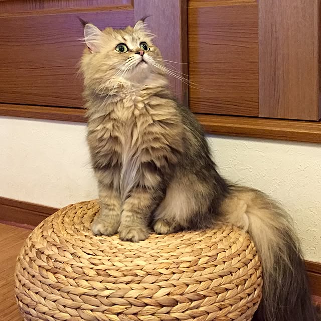 butachanさんの実例写真