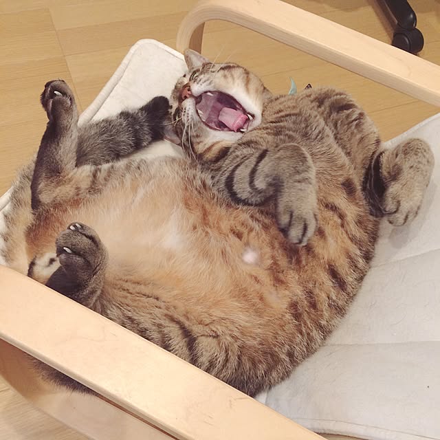 lovecatさんの実例写真