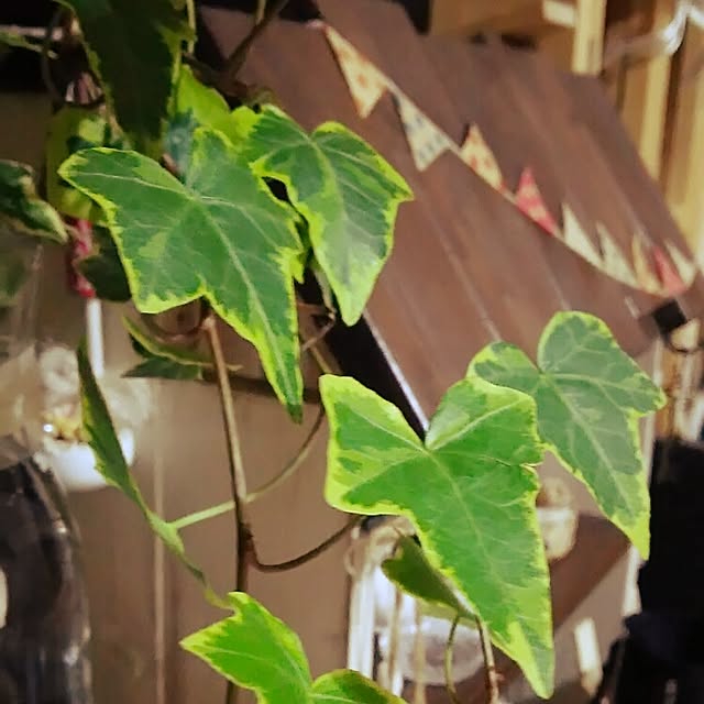kaorinさんの実例写真