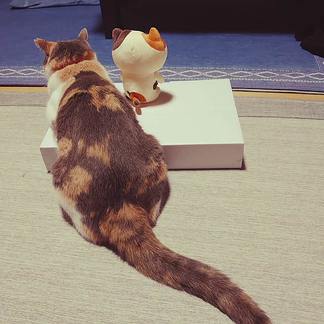 fukuさんの実例写真