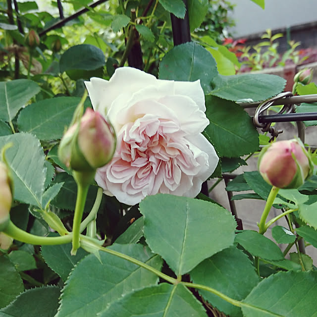 RUIさんの実例写真